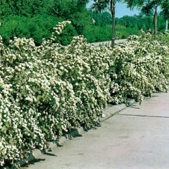Bukettspirea 80-100 Cm, 50-pack -Hot Sale Wexthuset Store bukettspirea planterad som hack 2