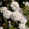 Bukettspirea 50-80 Cm, 100-pack
