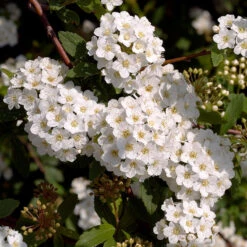 Bukettspirea 80-100 Cm, 50-pack