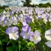 Bukettviol 'Ullas Favorit', 3-pack -Hot Sale Wexthuset Store bukettviol ullas favorit