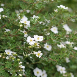 Trädgårdstok 'White Lady', 1-pack -Hot Sale Wexthuset Store buske olandstok vit white lady