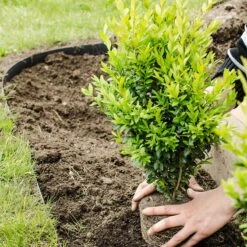 Buxbom -Hot Sale Wexthuset Store buxbom buxus sempervirens 1