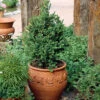 Buxbom -Hot Sale Wexthuset Store buxbom buxus sempervirens