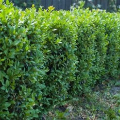 Buxbom -Hot Sale Wexthuset Store buxbom buxus sempervirens hack 1 1