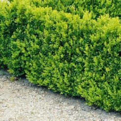 Buxbom Sempervirens 15-20 Cm, 100-pack -Hot Sale Wexthuset Store buxbom buxus sempervirens hack 2
