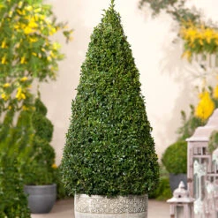 Buxbom Pyramidformad, 50-60cm -Hot Sale Wexthuset Store buxbom buxus sempervirens pyramidformad