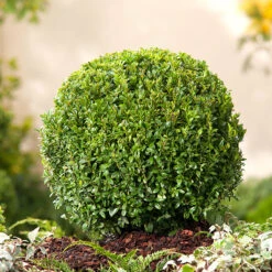 Buxbom Klotformad 35-40cm -Hot Sale Wexthuset Store buxbom klotformad 1