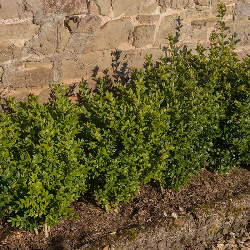 Buxbom Microphylla 'Faukner' 20-30 Cm, 10-pack 4 Buxbom Microphylla 'Faukner' 20-30 Cm, 10-pack - Image 2