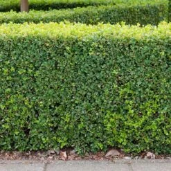 Buxbom Sempervirens 30-40 Cm, 10-pack