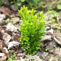 Buxbom Sempervirens 15-20 Cm, 10-pack -Hot Sale Wexthuset Store buxbom sempervirens 2