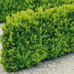 Buxbom Sempervirens 10-15 Cm, 100-pack -Hot Sale Wexthuset Store buxbom sempervirens 3