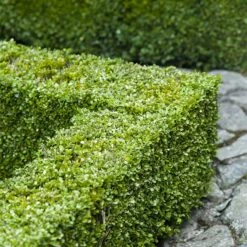 Buxbom Sempervirens 15-20 Cm, 10-pack -Hot Sale Wexthuset Store buxbom sempervirens 4