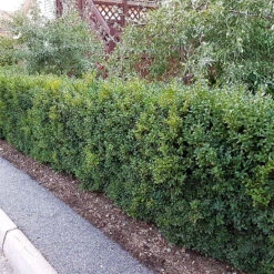 Buxbom Sempervirens 15-20 Cm, 10-pack -Hot Sale Wexthuset Store buxbomshack 1