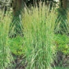Brokbladigt Tuvrör 'Overdam' -Hot Sale Wexthuset Store calamagrostis acutiflora overdam brokbladigt tuvror