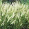 Diamantrör -Hot Sale Wexthuset Store calamagrostis brachytricha diamantror