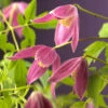 Klematis 'Ruby' -Hot Sale Wexthuset Store clematis alpina ruby