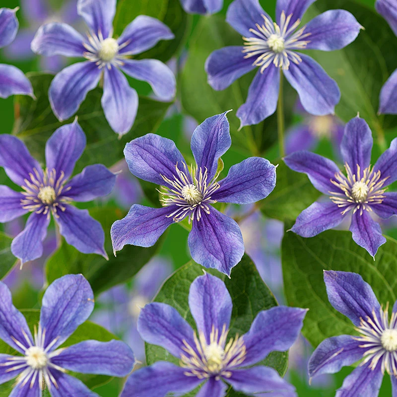 Klematis 'Arabella' 3 Klematis 'Arabella'