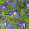 Klematis 'Maidwell Hall' -Hot Sale Wexthuset Store clematis atragene maidwell hall