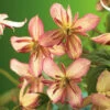 Klematis 'Marjorie' 1 Klematis 'Marjorie' -Hot Sale Wexthuset Store clematis atragene marjorie