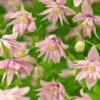 Klematis 'Markham´s Pink' -Hot Sale Wexthuset Store clematis atragene markhams pink