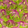 Klematis 'Octopus' -Hot Sale Wexthuset Store clematis atragene octopus