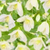 Klematis 'Jingle Bells' -Hot Sale Wexthuset Store clematis cirrhosa jingle bells