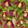 Klematis 'Landsdowne Gem' -Hot Sale Wexthuset Store clematis cirrhosa landsdowne gem