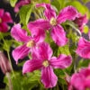 Klematis 'Inspiration' -Hot Sale Wexthuset Store clematis integrifolia inspiration