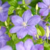 Klematis 'Mrs Cholmondeley'' -Hot Sale Wexthuset Store clematis jackmanii mrs cholmondeley