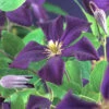 Klematis 'Romantika' -Hot Sale Wexthuset Store clematis jackmanii romantika