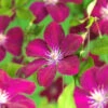 Klematis 'Rouge Cardinal' -Hot Sale Wexthuset Store clematis jackmanii rouge cardinal