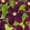 Klematis 'Warszawska Nike' -Hot Sale Wexthuset Store clematis jackmanii warszawska nike