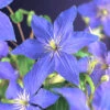 Klematis 'Rhapsody' -Hot Sale Wexthuset Store clematis rhapsody