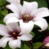 Klematis 'Princess Kate' -Hot Sale Wexthuset Store clematis taxensis princess kate