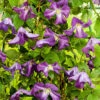 Clematis Viticella
