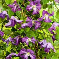 Clematis Viticella