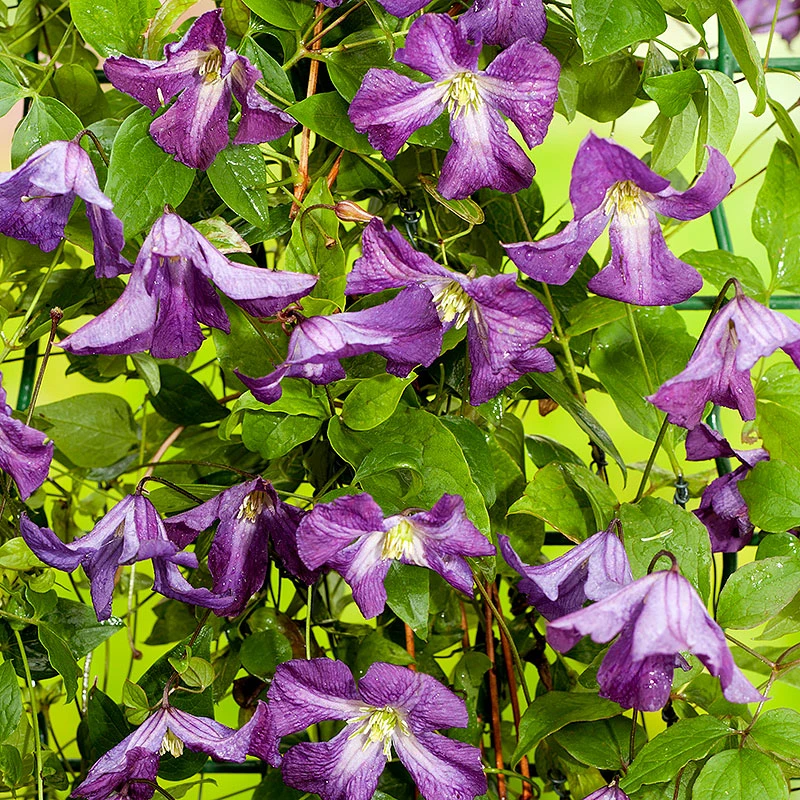 Clematis Viticella 3 Clematis Viticella