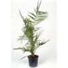 Dadelpalm, 70-80 Cm -Hot Sale Wexthuset Store dadelpalm 80 90 cm