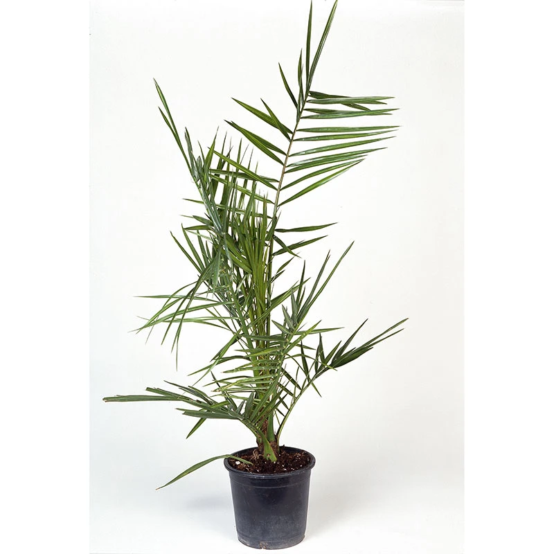 Dadelpalm, 70-80 Cm 3 Dadelpalm, 70-80 Cm