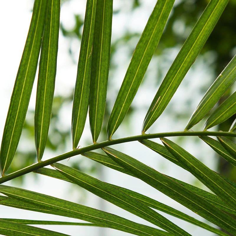 Dadelpalm, 70-80 Cm 4 Dadelpalm, 70-80 Cm - Image 2