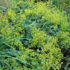 Jättedaggkåpa, 6-pack