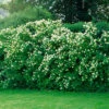 Doftschersmin 80-100 Cm, 50-pack -Hot Sale Wexthuset Store doftschersmin philadelphus coronarius hack