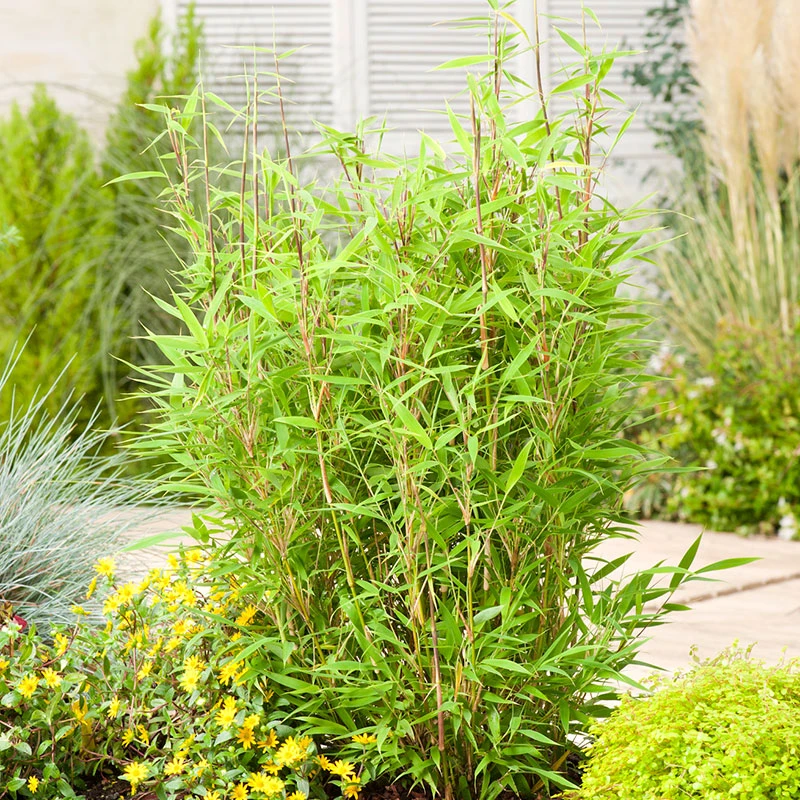 Bergbambu 'Bambi' 3 Bergbambu 'Bambi'