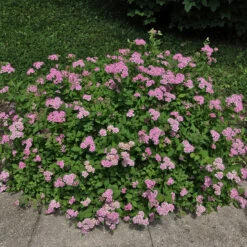 Dvärgpraktspirea 'Little Princess' 10-pack