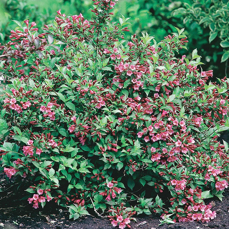 Dvärgrosenprakttry 'Minuet' 3 Dvärgrosenprakttry 'Minuet'