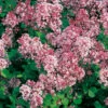 Dvärgsyren, Syringa Meyeri 'Palibin', 80-90 Cm -Hot Sale Wexthuset Store dvargsyren syringa meyeri palibin