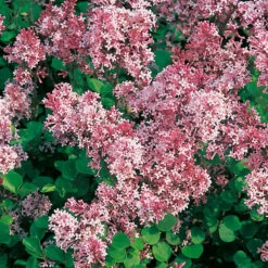 Dvärgsyren, Syringa Meyeri 'Palibin', 80-90 Cm