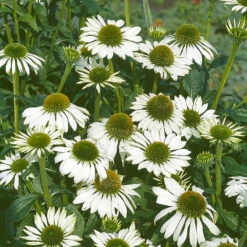 Röd Solhatt 'Alba' 7 Röd Solhatt 'Alba' -Hot Sale Wexthuset Store echinacea purpurea alba rudbeckia