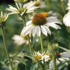 Röd Solhatt 'Alba', 3-pack 9 Röd Solhatt 'Alba', 3-pack -Hot Sale Wexthuset Store echinacea purpurea alba solhatt rudbeckia