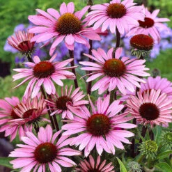 Röd Solhatt 'Magnus' -Hot Sale Wexthuset Store echinacea purpurea magnus rod solhatt